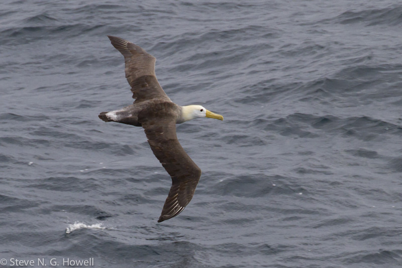 Farther north we should see Galapagos (or Waved) Albatross,  Credit: Steve Howell